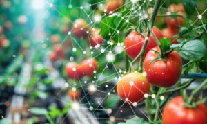 Tomatoes