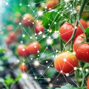 Tomatoes