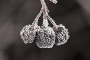 Frozen Aronia Berries