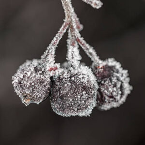 Frozen Aronia Berries